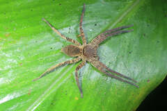 Heteropodinae