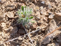 Schischkinia albispina