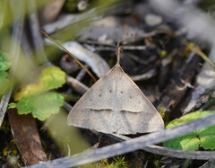 Epidesmia hypenaria
