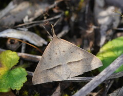 Epidesmia hypenaria