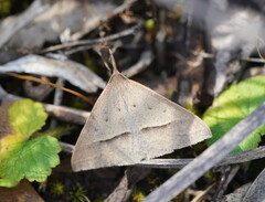 Epidesmia hypenaria