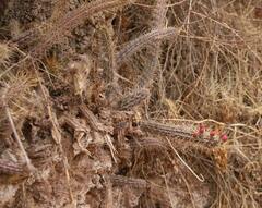 Corryocactus erectus