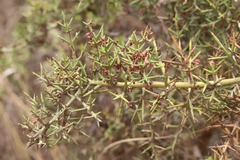Colletia spinosissima