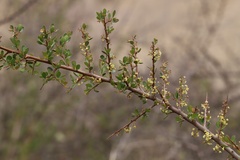 Anacardiaceae