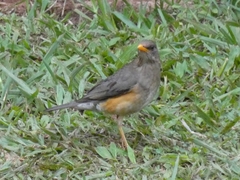 Turdus pelios