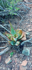 Aloe microstigma