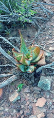 Aloe microstigma