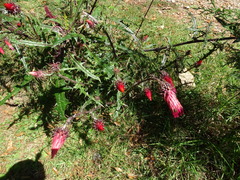 Cirsium ehrenbergii