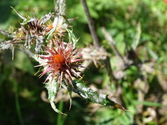 Cirsium ehrenbergii