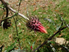 Cirsium ehrenbergii
