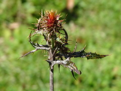 Cirsium ehrenbergii