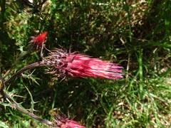 Cirsium ehrenbergii