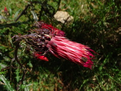 Cirsium ehrenbergii