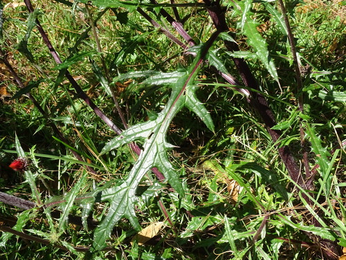 Image of Cirsium conspicuum by (c) Alexis López Hernández, some rights reserved (CC BY)