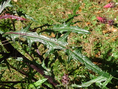Cirsium ehrenbergii