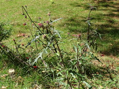 Cirsium ehrenbergii