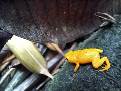 Brachycephalus ephippium