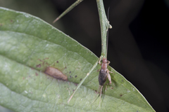 Ornebius formosanus