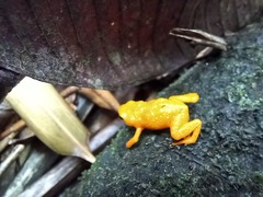 Brachycephalus ephippium