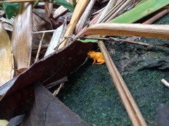 Brachycephalus ephippium