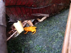Brachycephalus ephippium