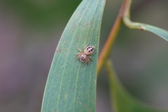 Opisthoncus sexmaculatus