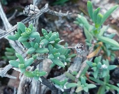 Trichodiadema calvatum