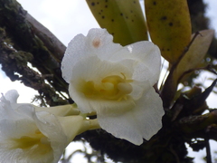 Rodriguezia granadensis