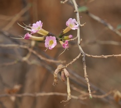 Cantua