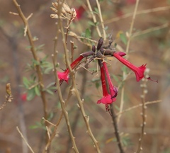 Cantua buxifolia