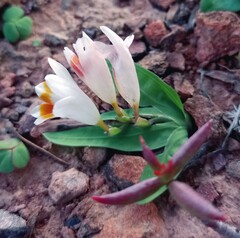 Freesia caryophyllacea