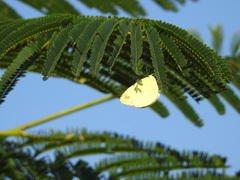 Eurema blanda