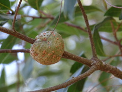Callirhytis quercuspunctata