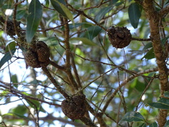 Callirhytis quercuspunctata
