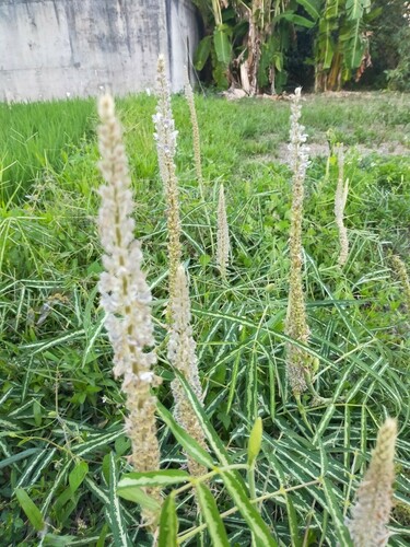 Uraria picta iNat (3)