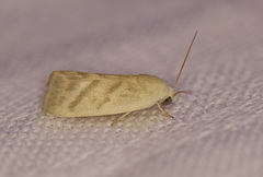 Earias paralella