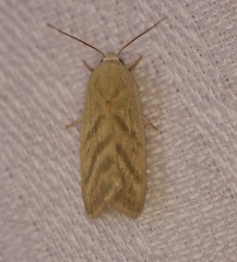 Earias paralella