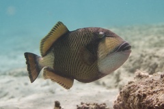 Balistoides viridescens