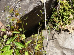Diastatea