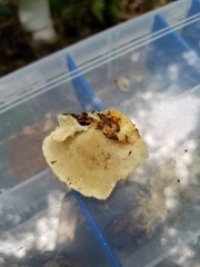 Tyromyces galactinus