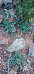 Othonna auriculifolia