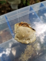 Tyromyces galactinus