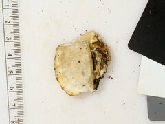 Tyromyces galactinus