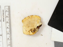 Tyromyces galactinus