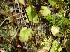 Calceolaria tripartita