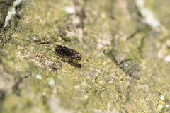 Lepidopsocidae