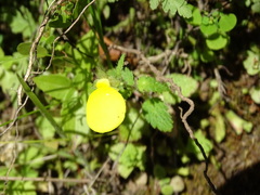 Calceolaria tripartita
