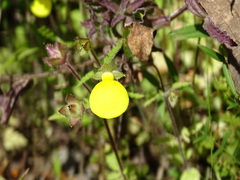 Calceolaria tripartita