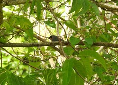 Symposiachrus trivirgatus