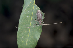 Acalolepta rusticatrix